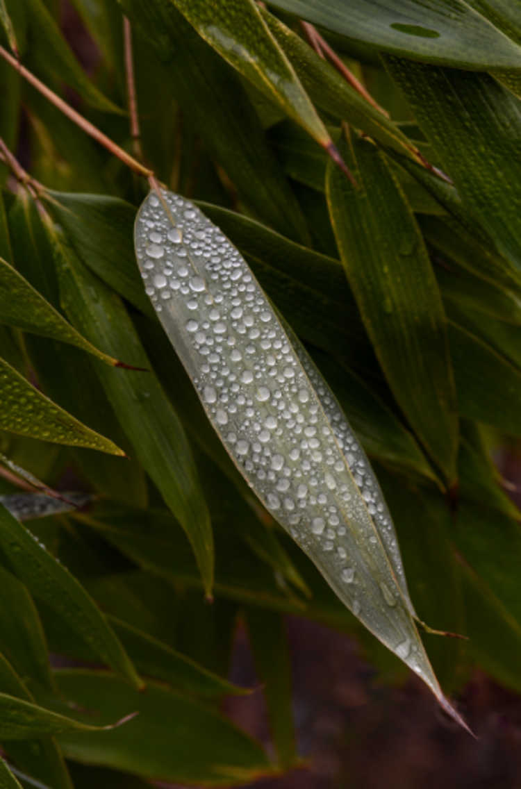 Dew on the leaf of Clavinodum oedogonatum Dew on the leaf of Clavinodum oedogonatum